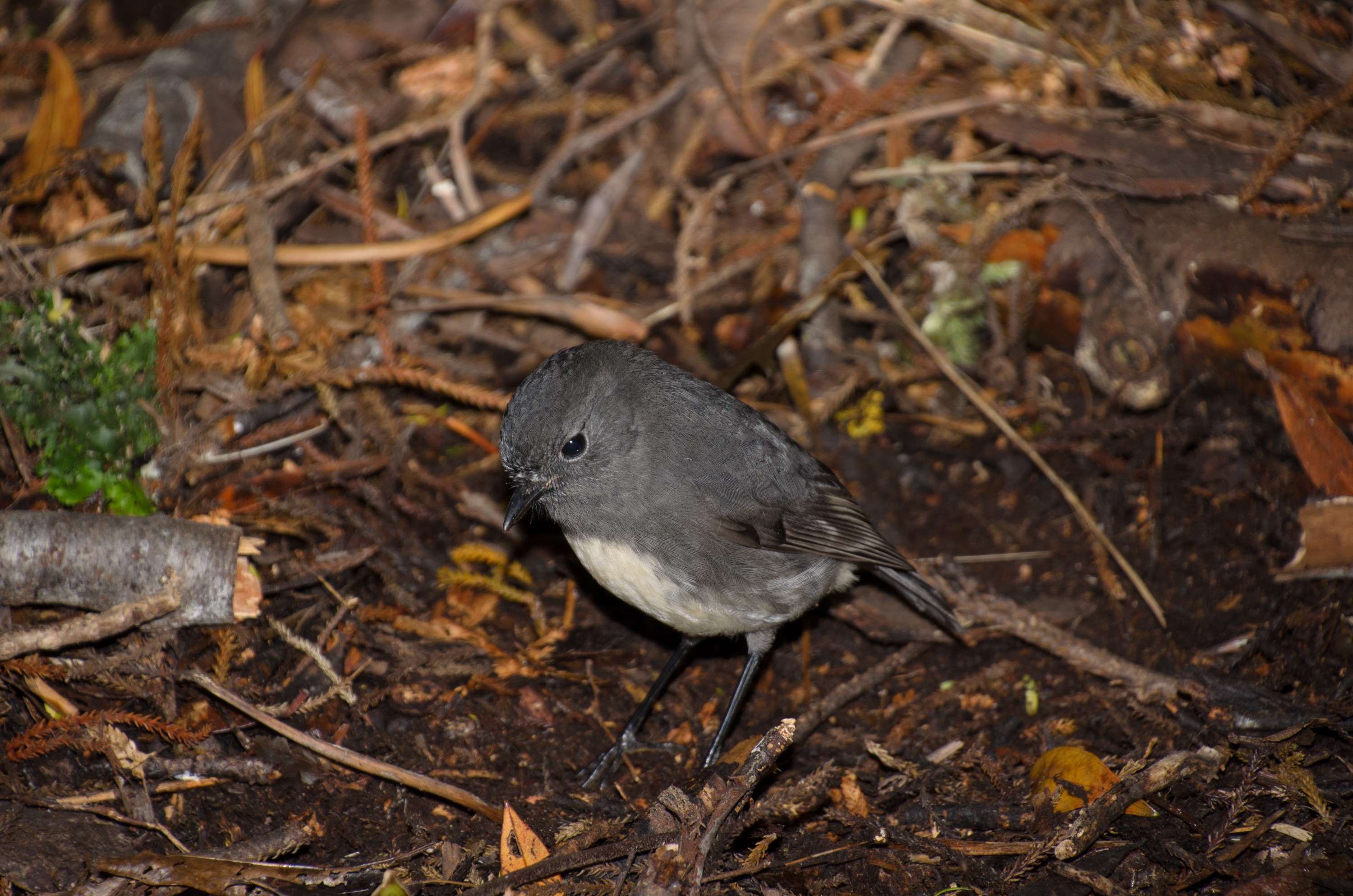 DSC_3251 – Adventure, Crispin, Island, March 2017, National Park, New, New Zealand, Rakiura, South, South Island Robin, Stewart, Zealand, karariwai, petroica australis
